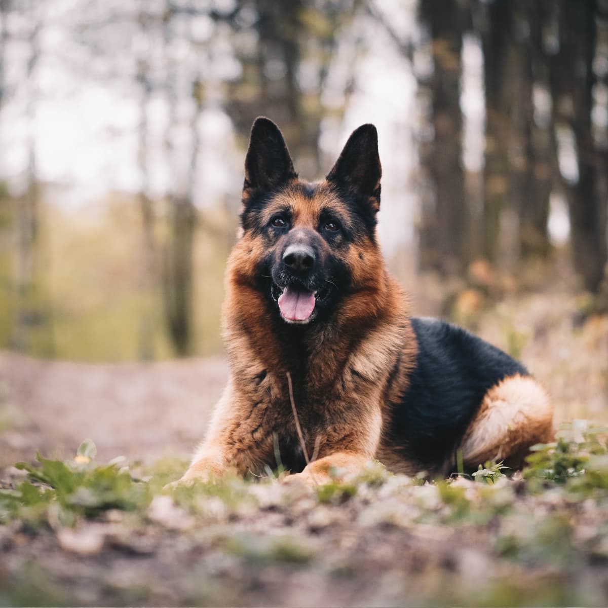 short haired german shepherd puppy