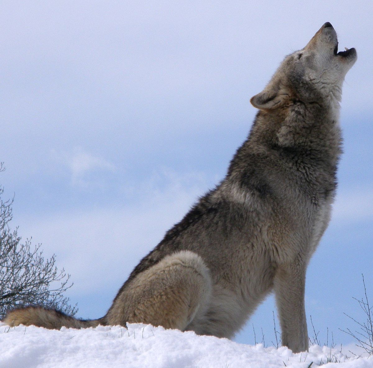 wolf in hindi meaning