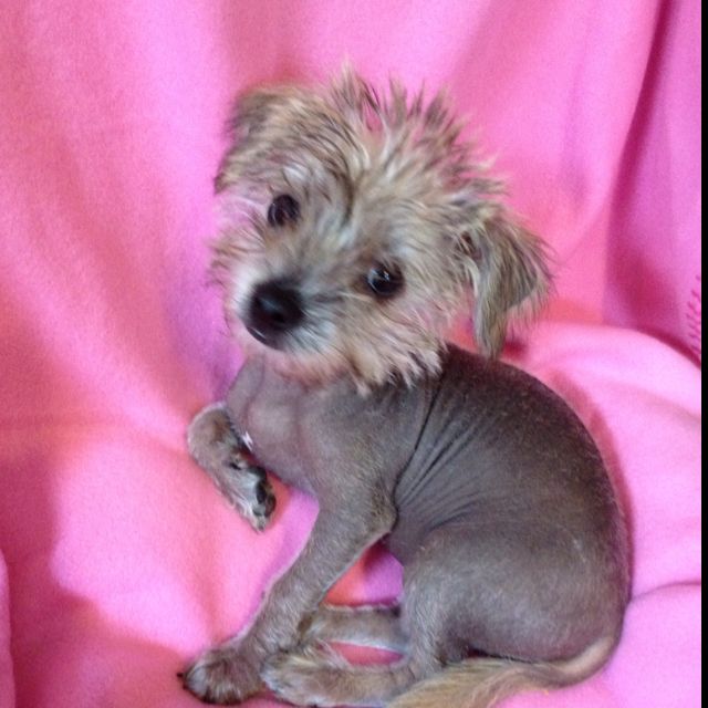 xolo poodle mix