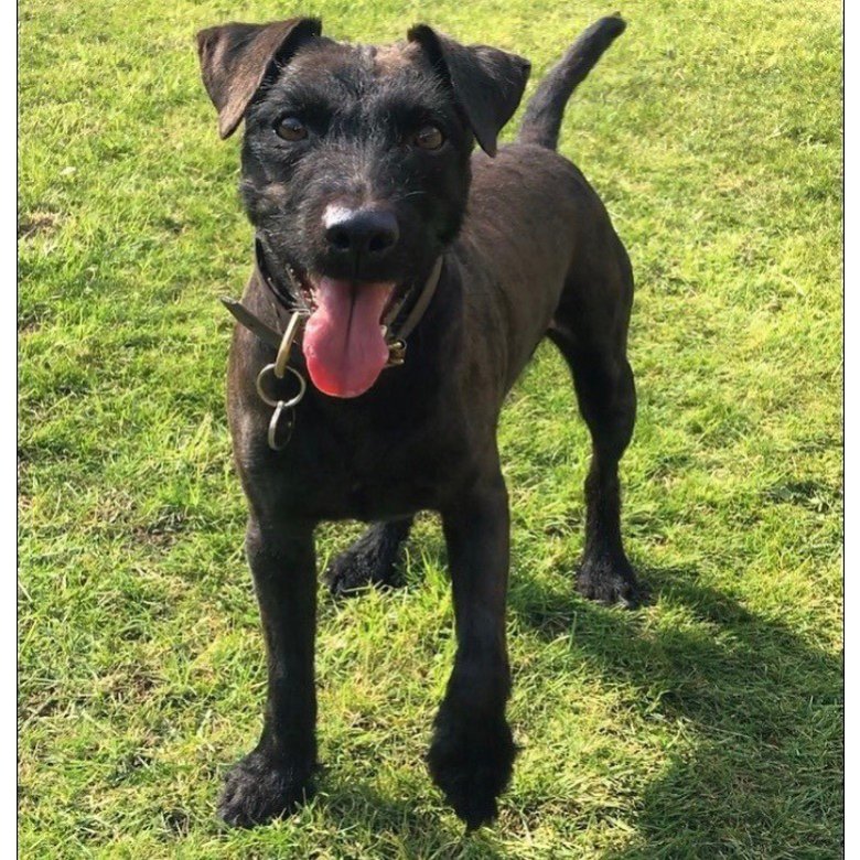 patterdale puppies