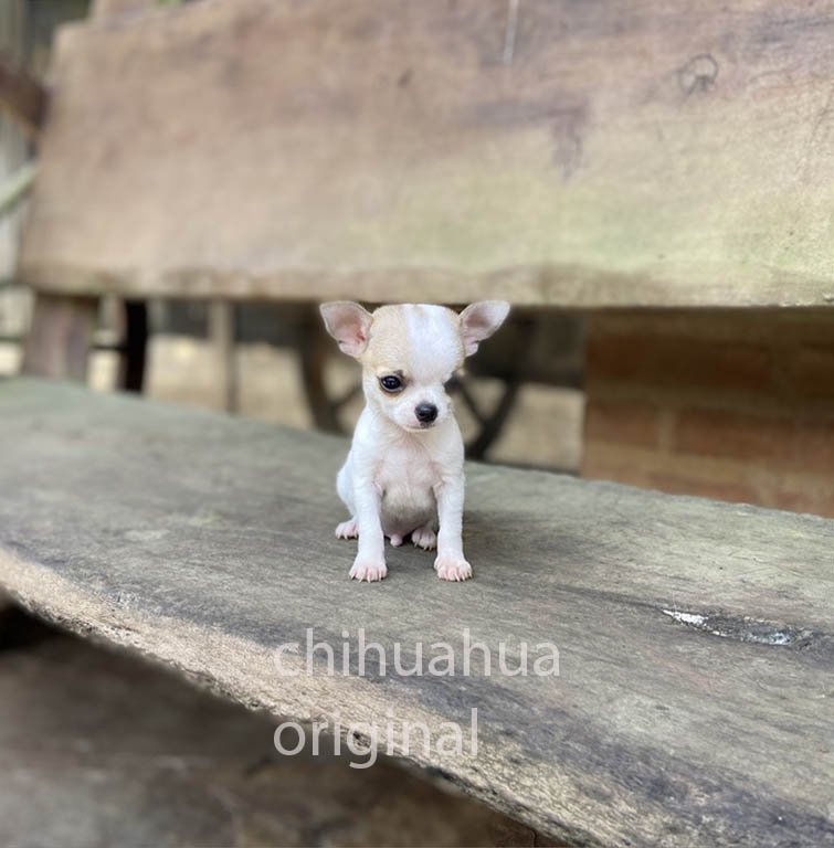 mini chihuahua