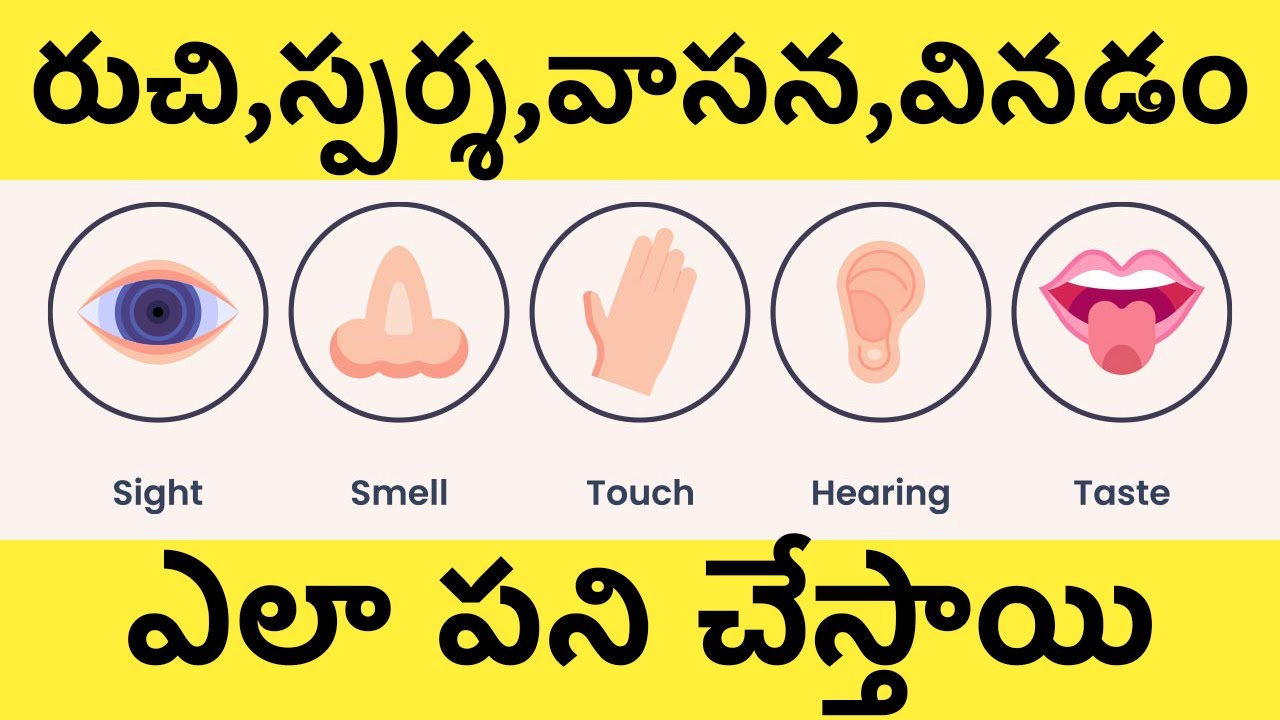 tactile meaning in telugu