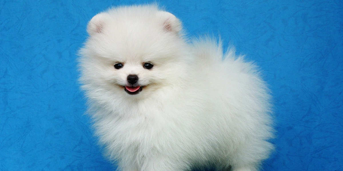 pomeranian white