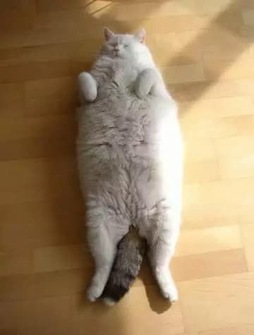 fat cat laying on back