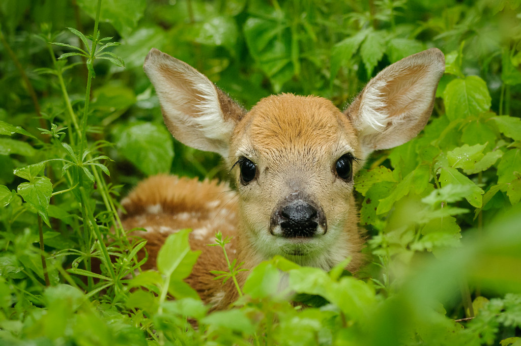 fawn pictures