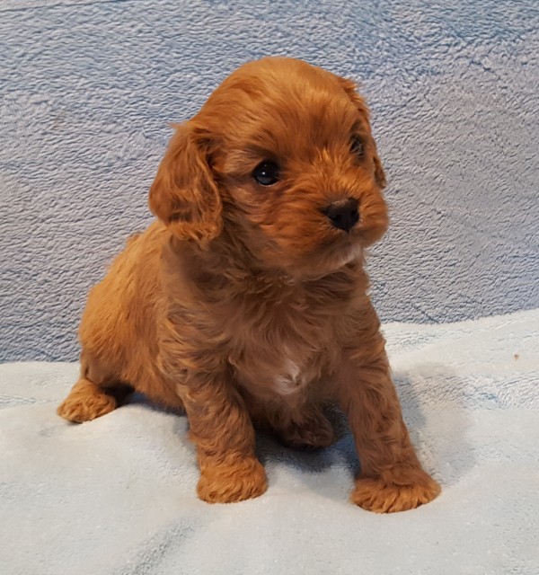 cavapoo welpen