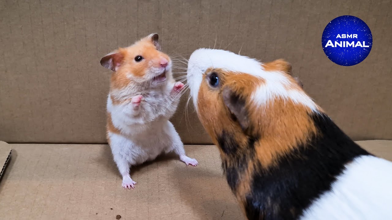 hamsters versus guinea pigs