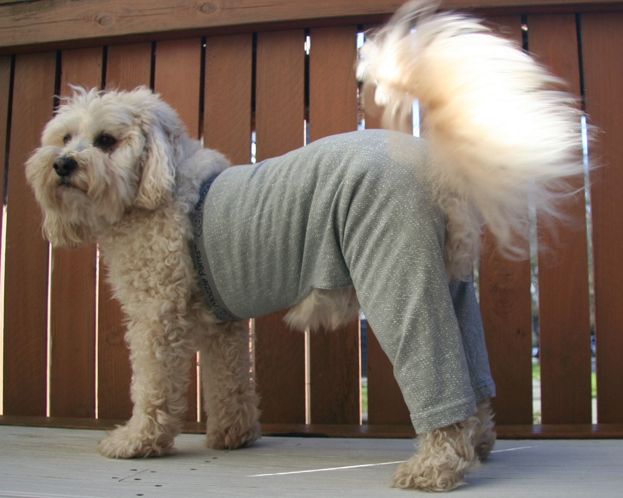 dog pants to prevent licking