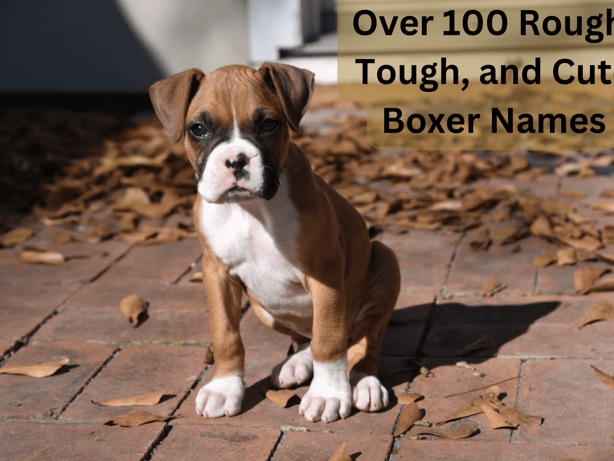 female boxer names dog