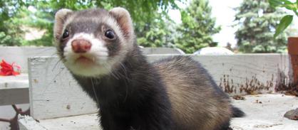 ferret breeders in ohio