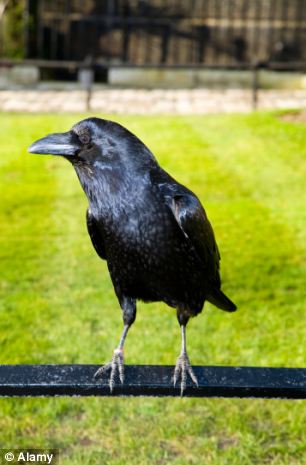 tamil crow