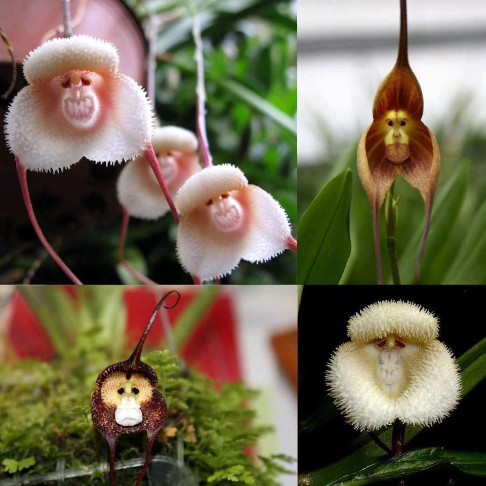 flowers with monkey faces