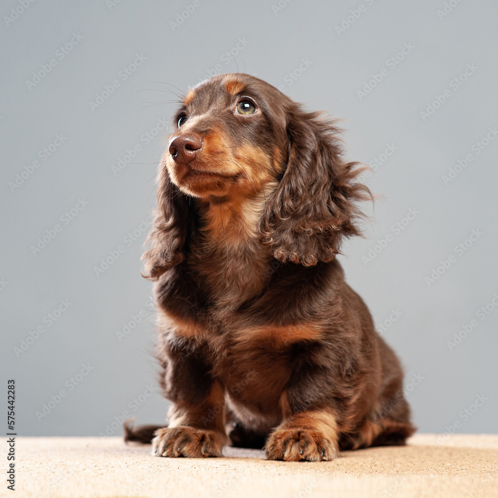 fluffy sausage dog puppy