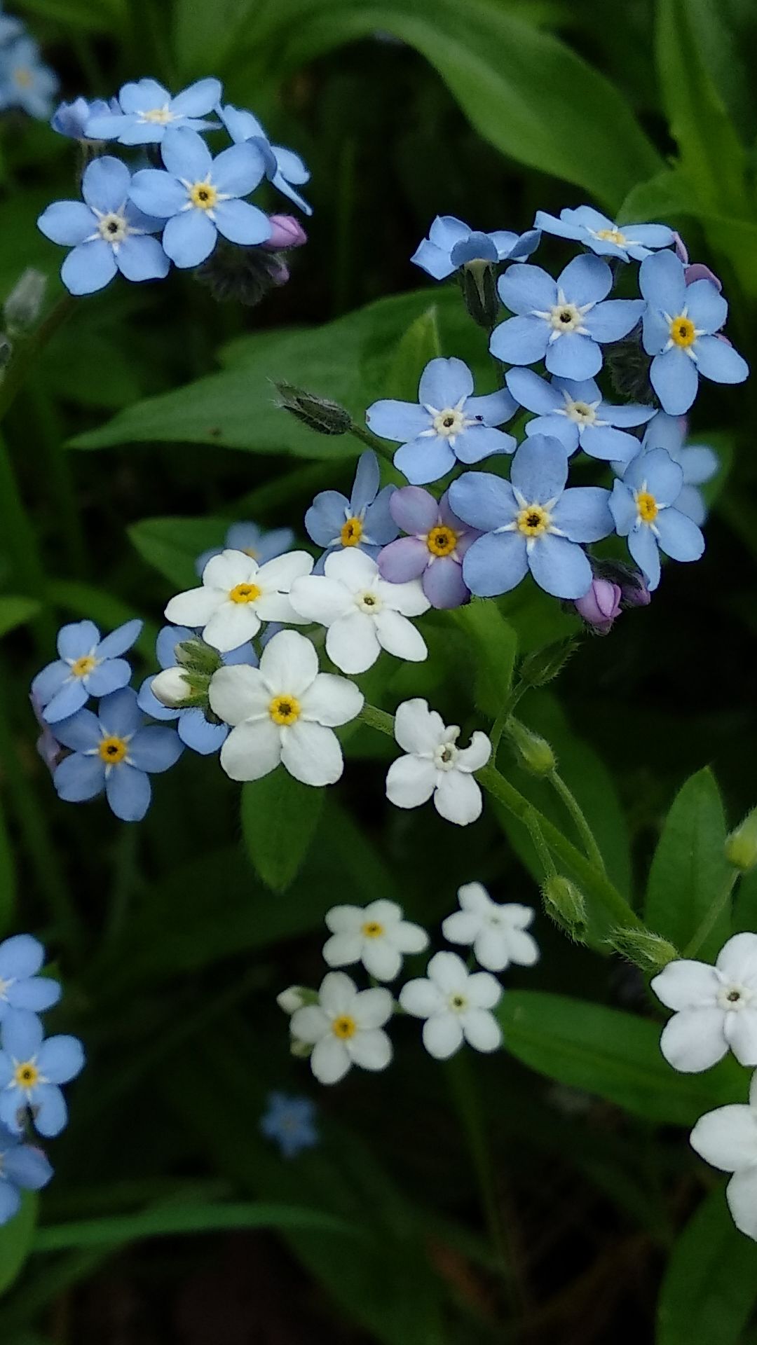 forget me not flower wallpaper