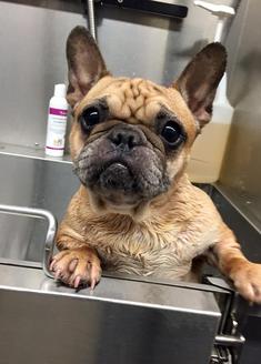 french bulldog rescue northeast