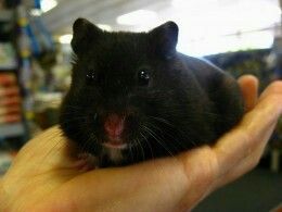 full grown black bear hamster