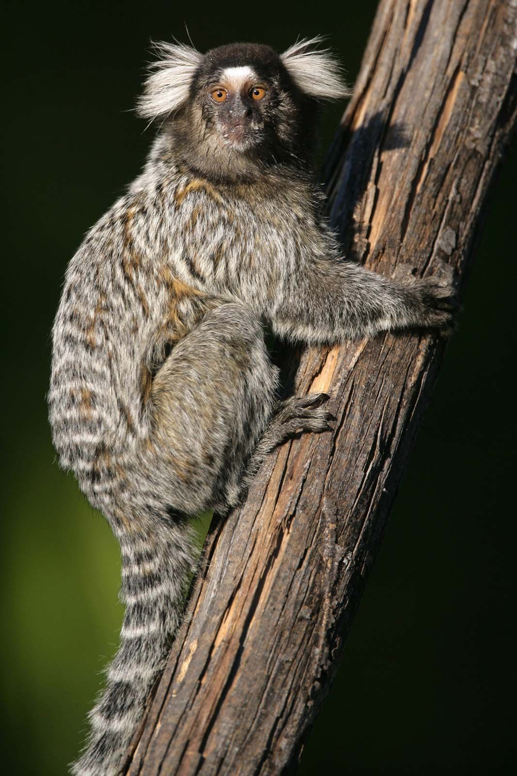 full grown marmoset monkey