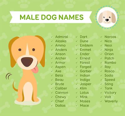 funny beagle names