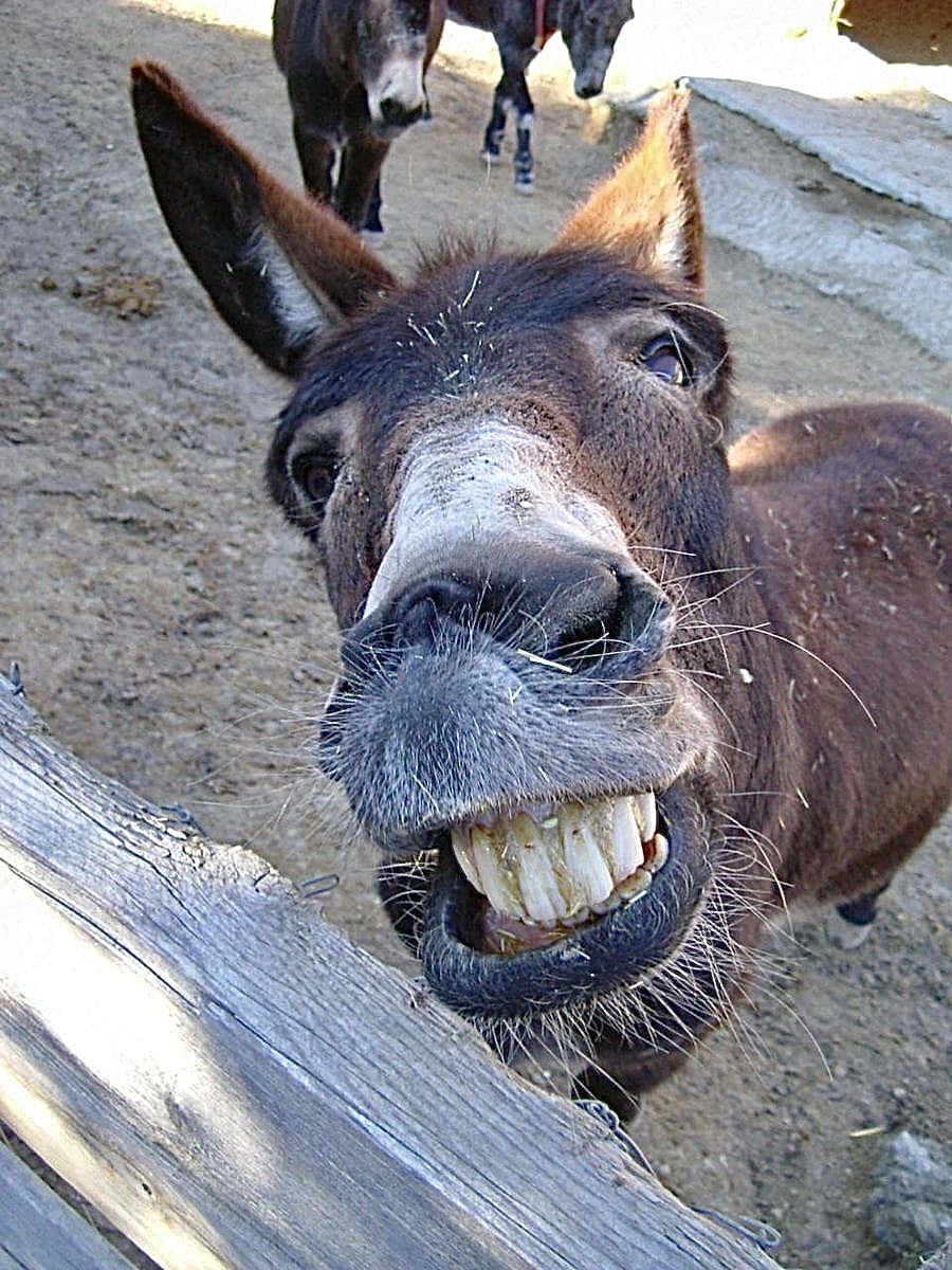 funny donkey