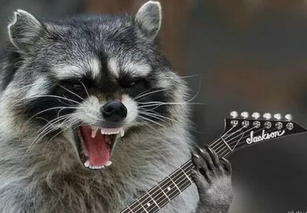 funny racoon pics