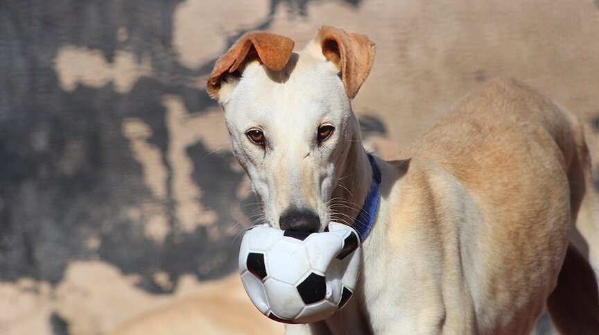 galgos del sol uk