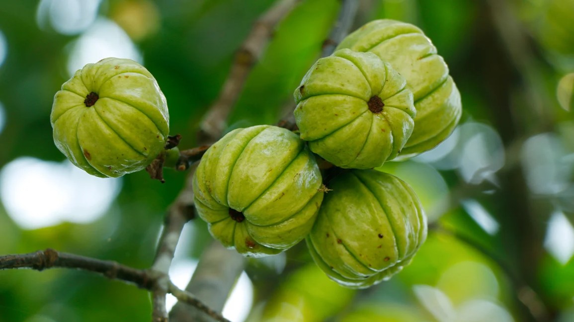 garcinia de gamboa