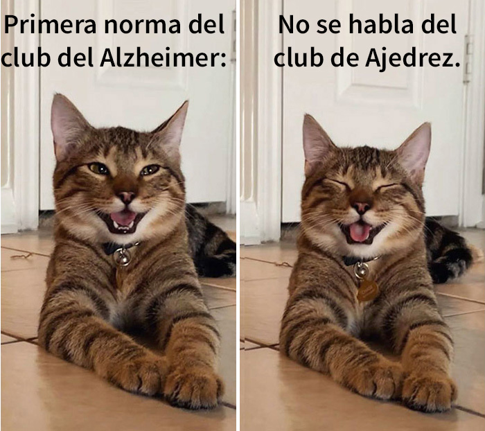 gato riendo meme