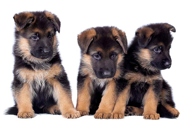 german shepherd dog photos