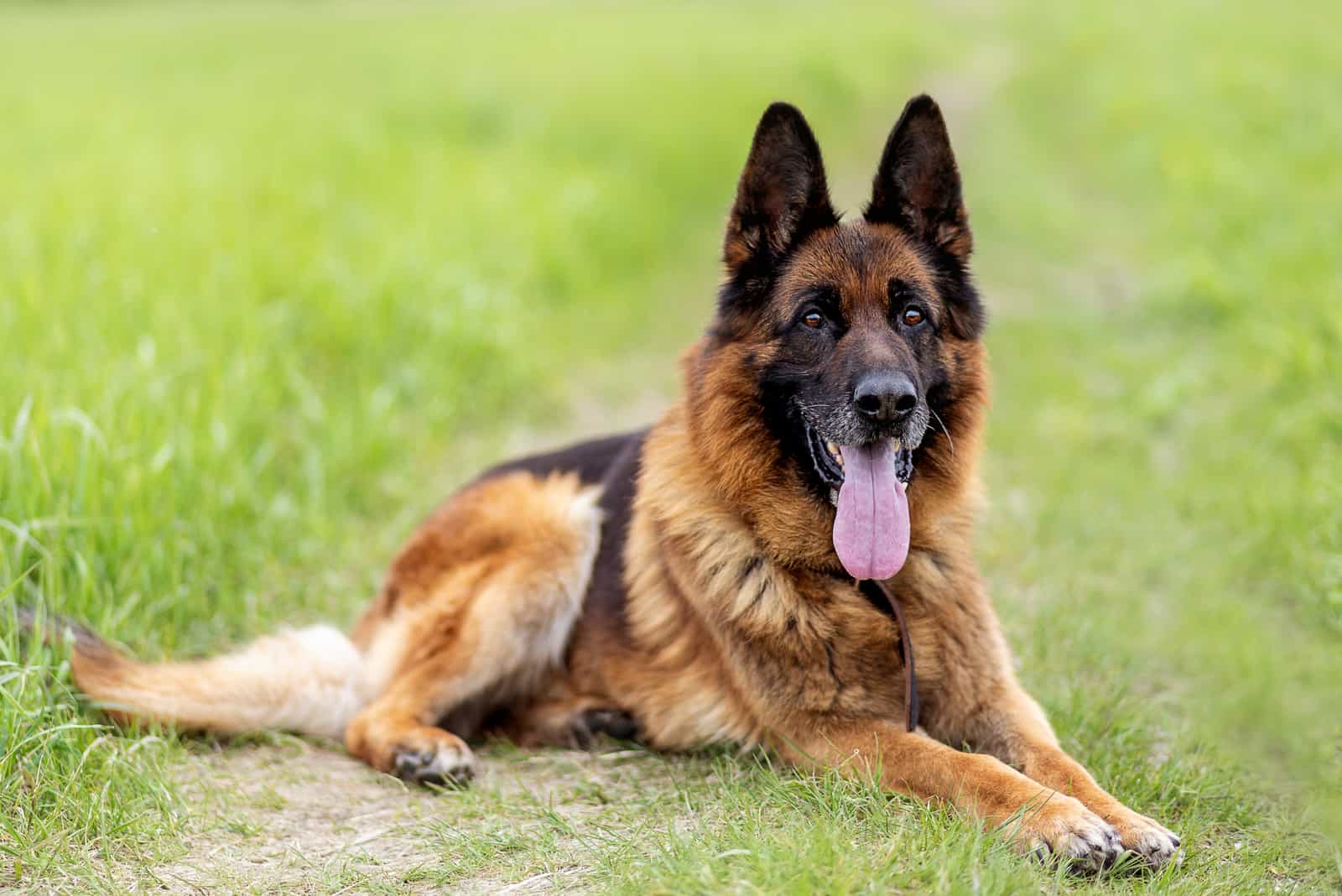 german shepherd price