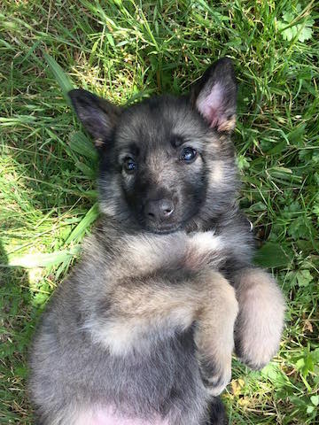 german shepherd puppies for sale near me craigslist