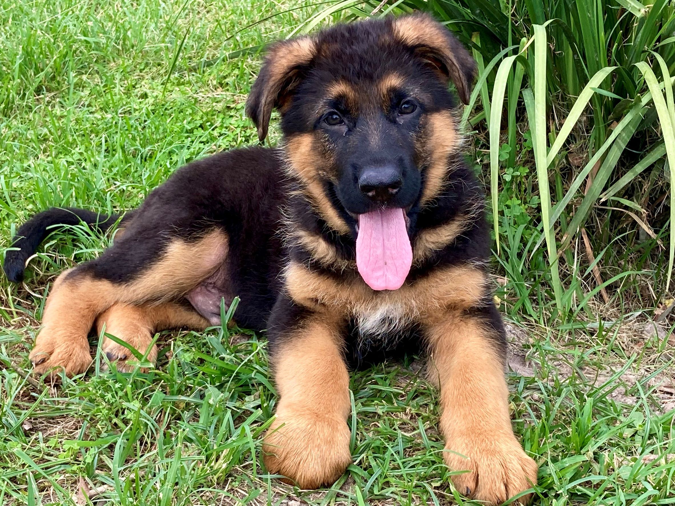 german shepherd puppies kc registered