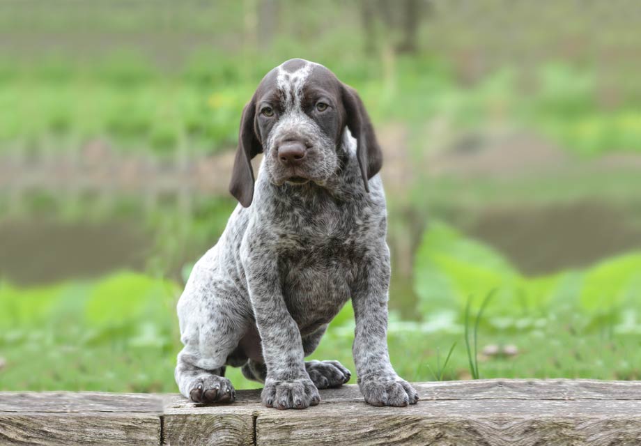 german shorthaired puppies for sale near me