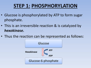 glycolysis slideshare