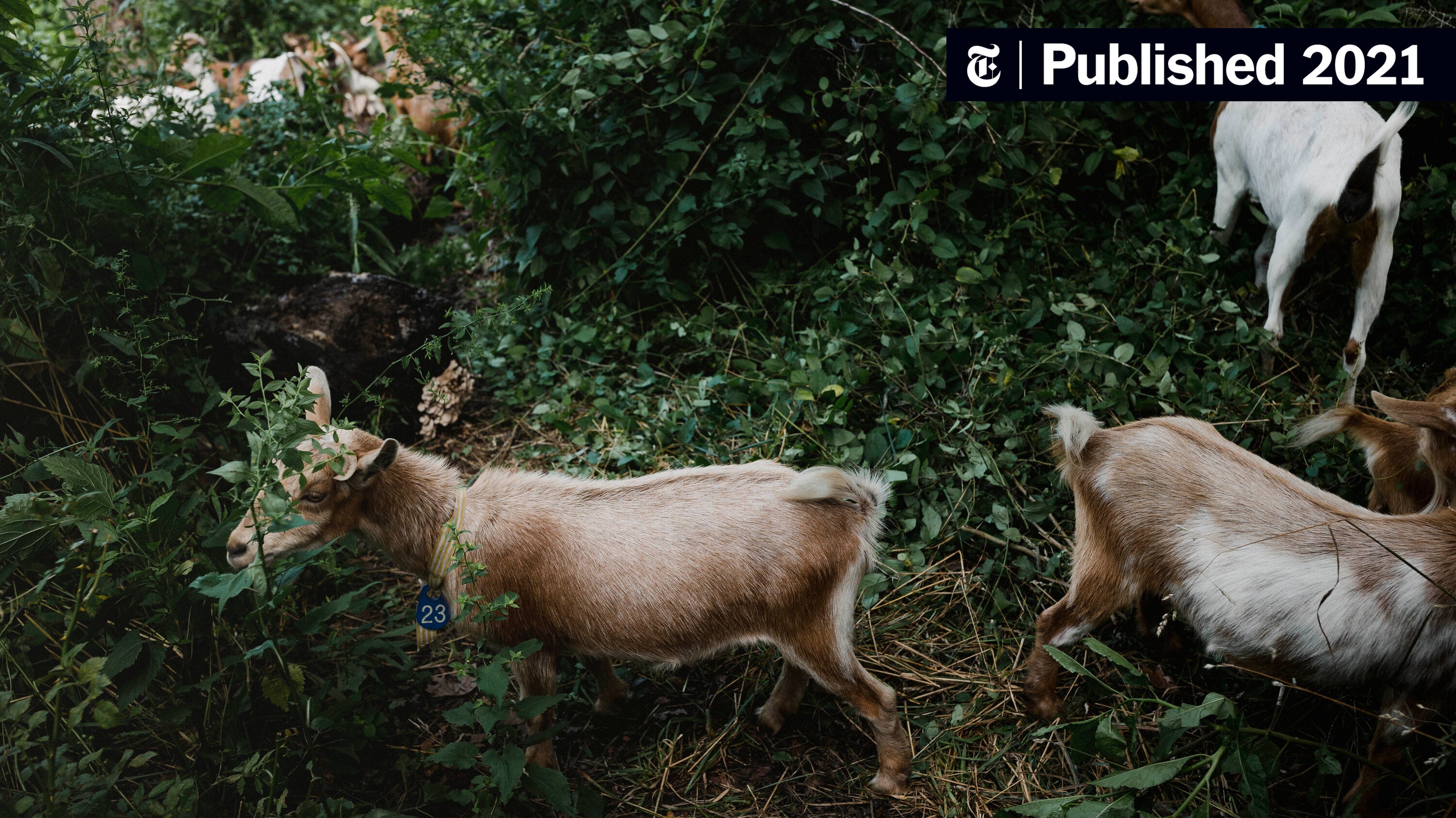 goats cry crossword