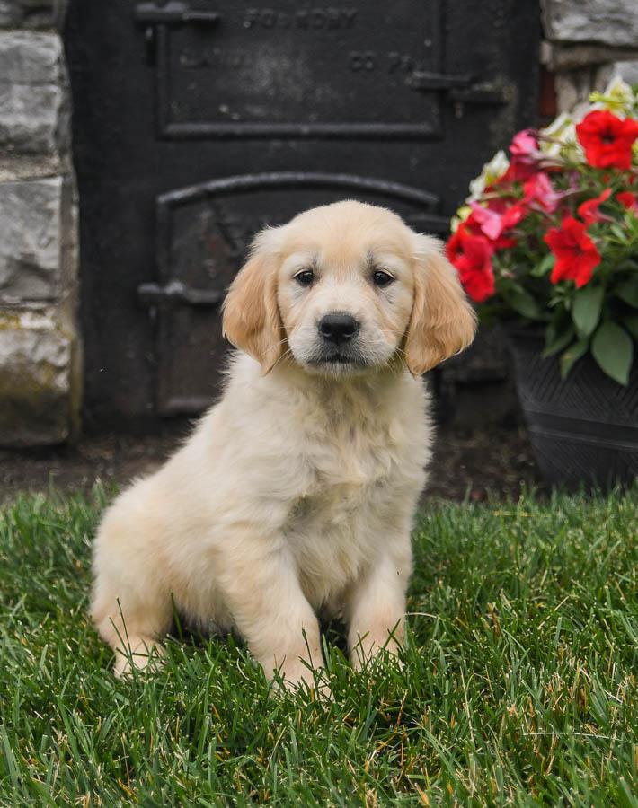 golden retriever puppies for sale near me