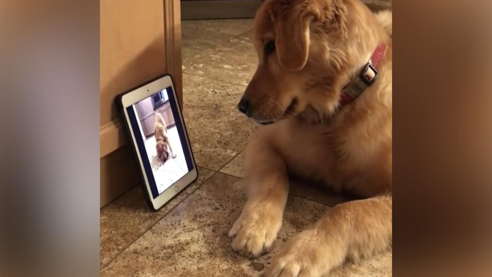 golden retriever videos