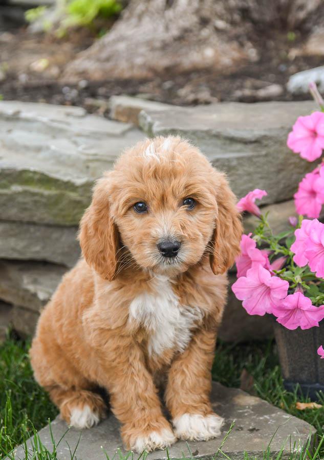 goldendoodle puppies