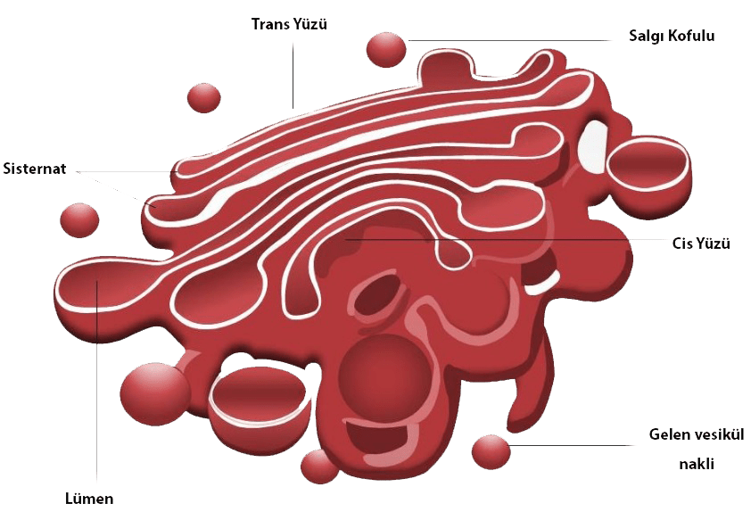 golgi aygıtı hangi canlı hücrelerde bulunur