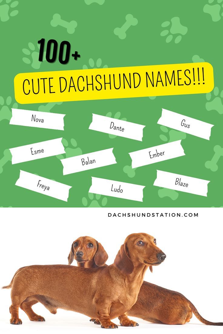 good wiener dog names