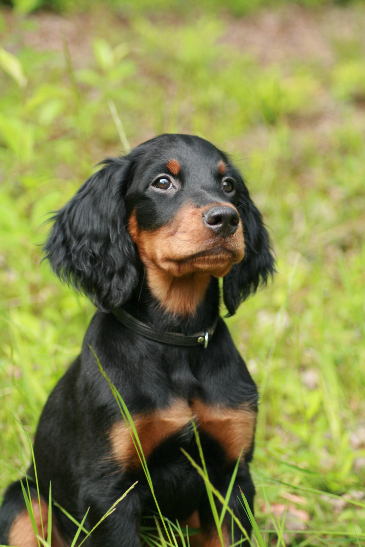 gordon setter puppies for sale uk