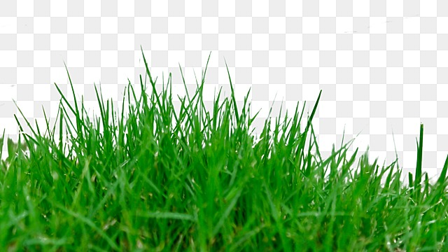 grass png hd