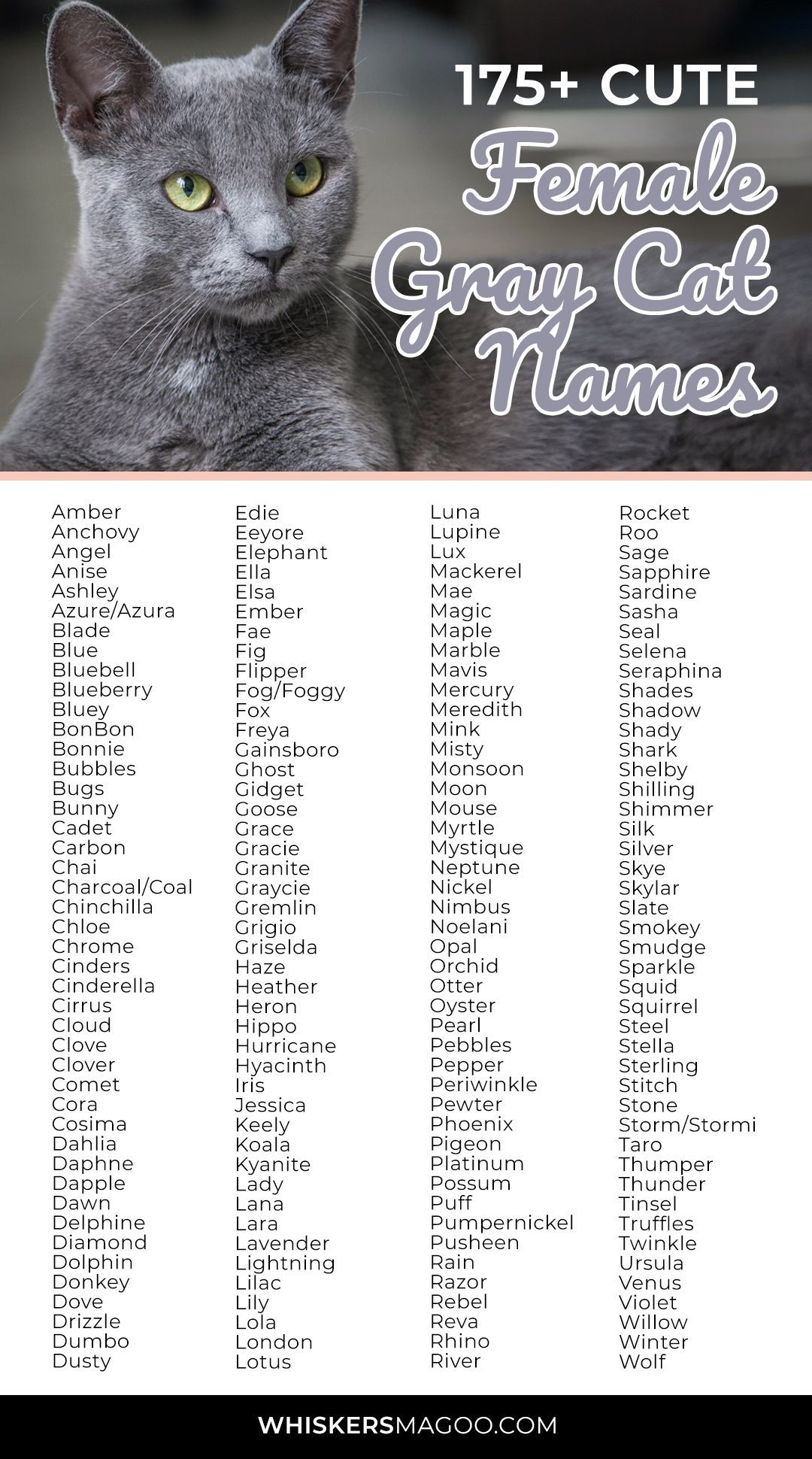 gray male cat names