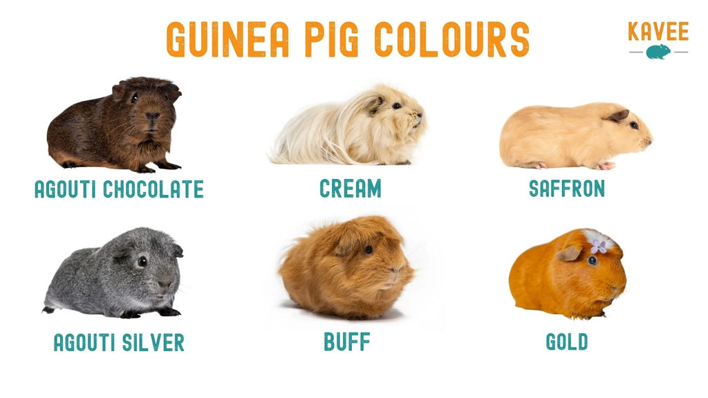 guinea pig breeds uk