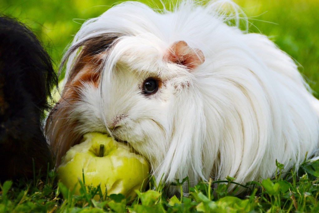 guinea pigs and apples