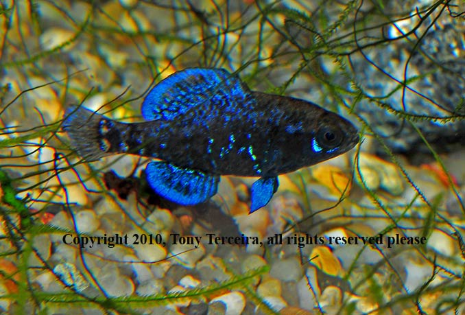 gulf coast pygmy sunfish for sale