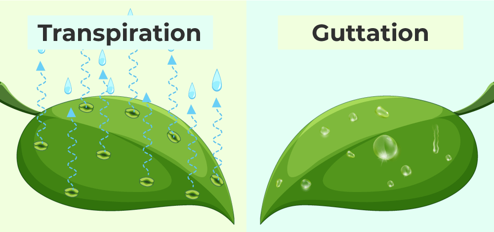 guttation diagram