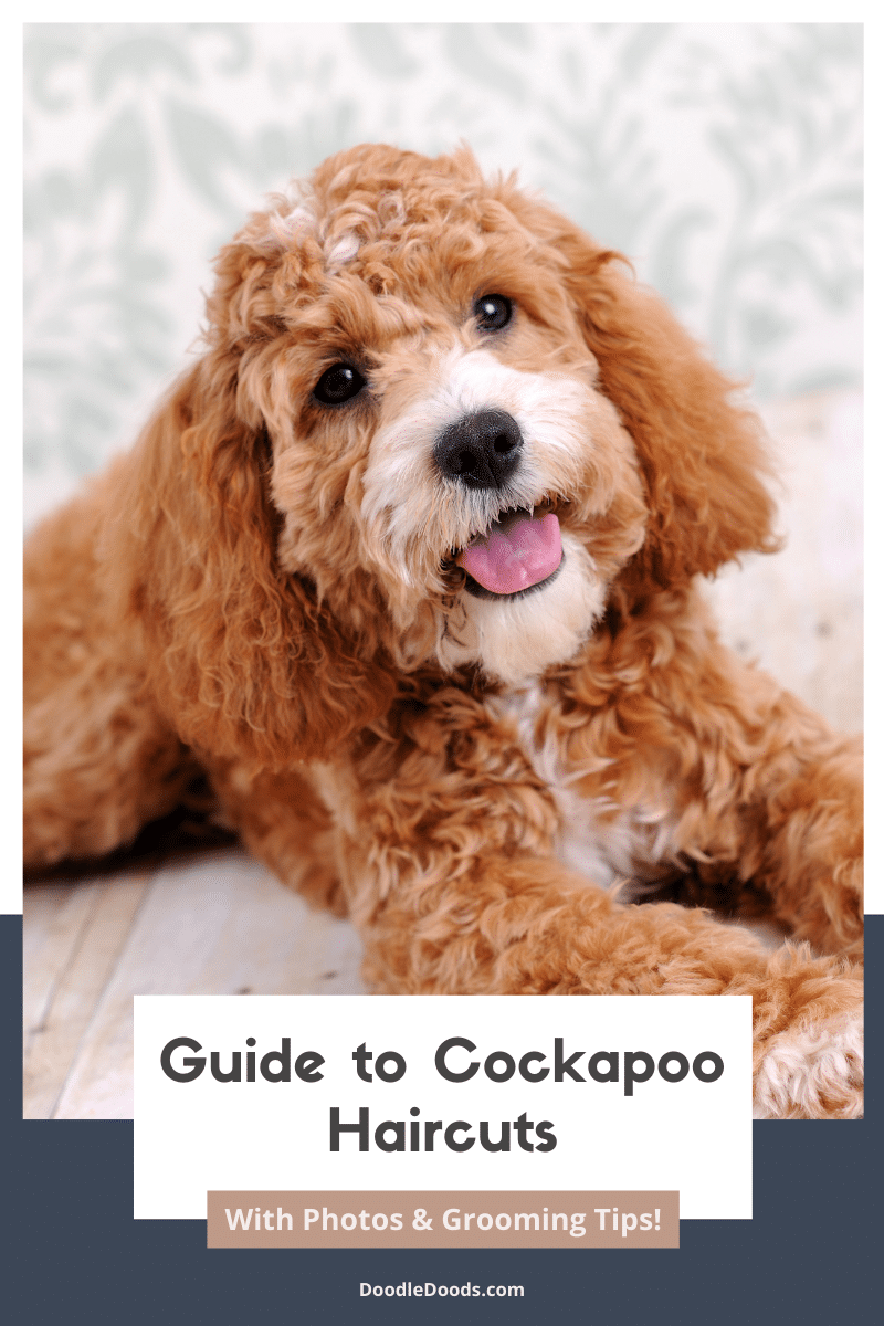 haircut styles for cockapoos