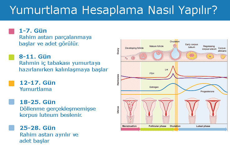 hamile kalabilmek için yumurtlama dönemi