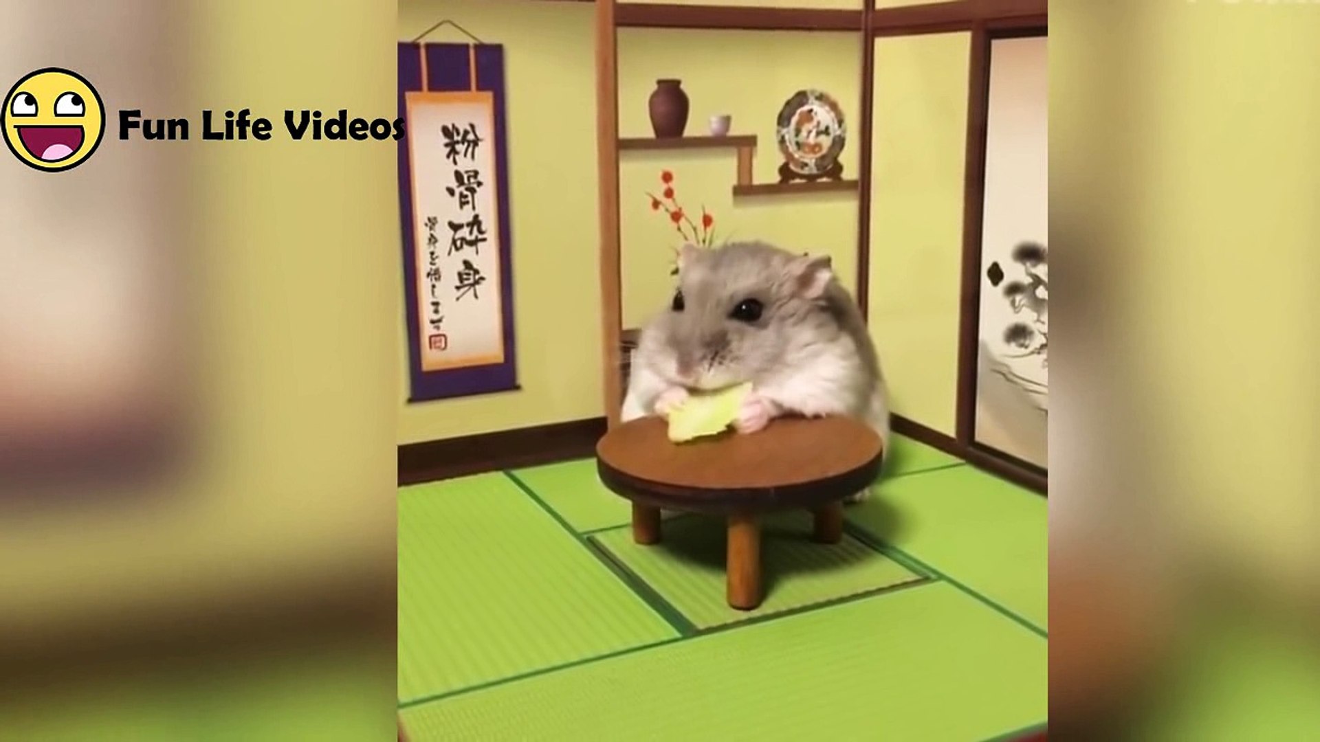 hamster hamster videos