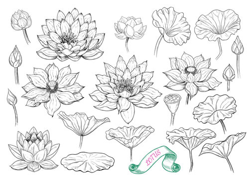 hand drawn lotus